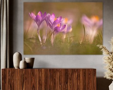 The crocuses are blooming beautifully again. by Robby's fotografie