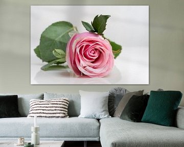 Roze roos op een wit spiegelende ondergrond met haar groene blaadjes