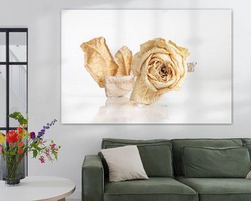 Gedroogde witte roos op wit reflecterende ondergrond en witte achtergrond