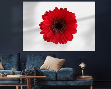 Rode Gerbera op een wit reflecterende ondergrond