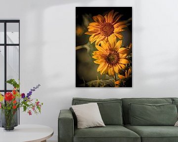 De prachtige gouden kleuren van een zonnebloem van Robby's fotografie