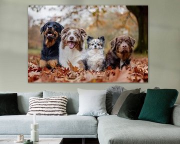 Quatre chiens d'affilée sur Shanna van Mens Fotografie