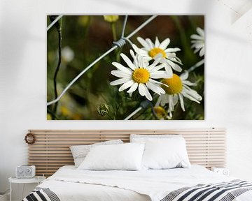 Wilde Blumen