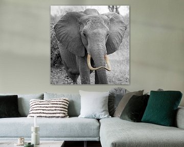 Boze olifant in duotone, Kenia van Jan Fritz
