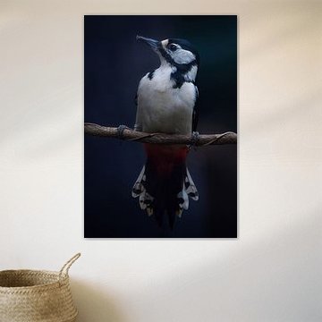 Buntspecht zeigt sich von seiner besten Seite