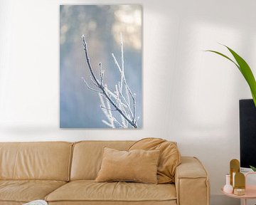 Frozen branch