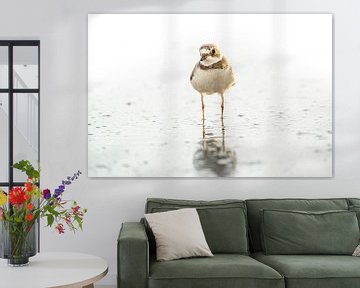 Spiegelbild in der Stille - Strandloper Reflexion - Amerikanischer Regenpfeifer von Femke Ketelaar
