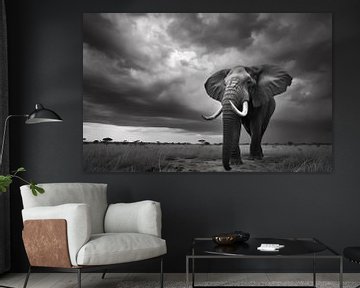 Elegantie in zwart-wit, olifant van fernlichtsicht