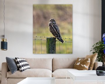 Short-eared owl keeps watch by Youri Jongkoen