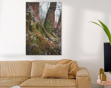 Roots of deciduous tree covered with moss by Marcus Beckert