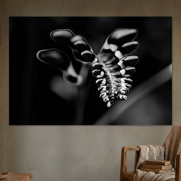 Monbretia flower buds in black and white by Nicc Koch