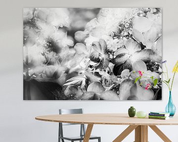 Enchanting hydrangea blossoms in black and white