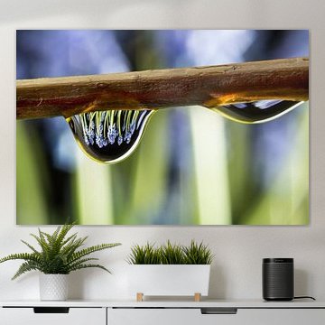 Blauwe druifjes in een druppel