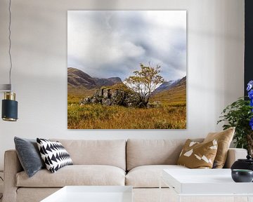 Baum auf Felsen auf einem schottischen Moor in Glencoe