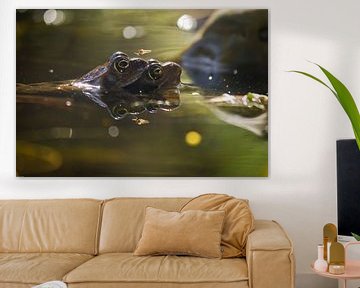 Frogs by Ron van Ewijk