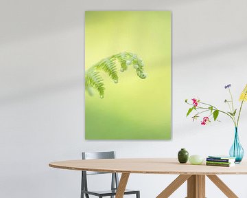 Gekruld varenblad met groene achtergrond van Lisa Groothuis