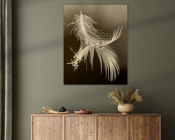 Calm in taupe - beige colours: A drop resting on a feather by Marjolijn van den Berg