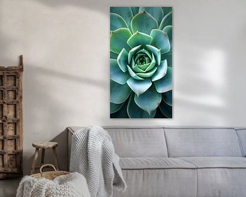 Succulent Vortex by ByNoukk