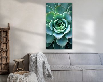 Vortex succulent sur ByNoukk