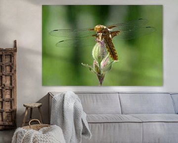 Platbuik (Libelle) op bloem van Ton Wever