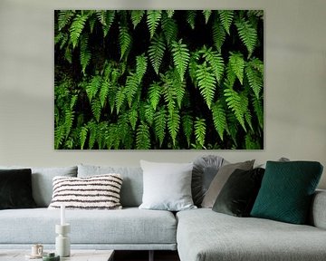 Wall of green ferns by Oliver Lahrem