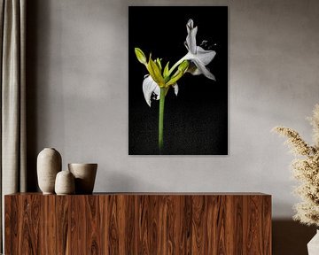 The Amazon Queen C :  Minimalistic White Amazon Lily