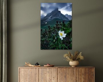 Alpenblume in den Dolomiten von Voss Fine Art Fotografie