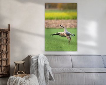 Crane bird displaying in a field during autumn migration