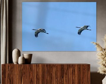 Crane birds or Common Cranes flying in mid air by Sjoerd van der Wal Photography