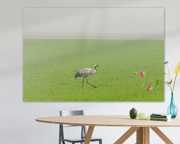 Kranich (Grus Grus), Vogel auf einem Feld im Nebel von Sjoerd van der Wal Fotografie