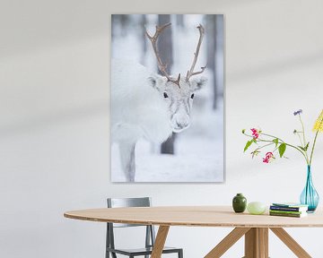 The white reindeer by Marika Huisman fotografie