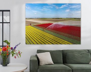 Tulpen groeien in een veld dat wordt besproeid door een landbouwsproeier d van Sjoerd van der Wal Fotografie