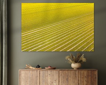 Gele tulpen in landbouwvelden
