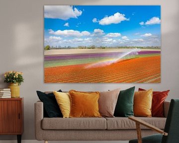 Tulpen in een veld besproeid door een watersproeier van Sjoerd van der Wal Fotografie