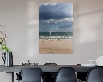 Seagulls on the beach by Yanuschka | Fotografie Noordwijk