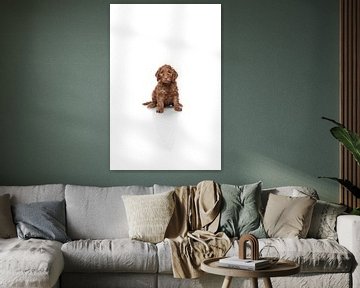 Labradoodle puppy on white background by Ellen Van Loon