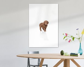 Labradoodle puppy dog on white background by Ellen Van Loon