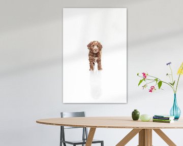 Labradoodle Welpe Hund auf weißem Hintergrund von Ellen Van Loon