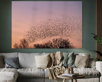 Spreeuwen wolk met vliegende vogels in de lucht tijdens zonsondergang