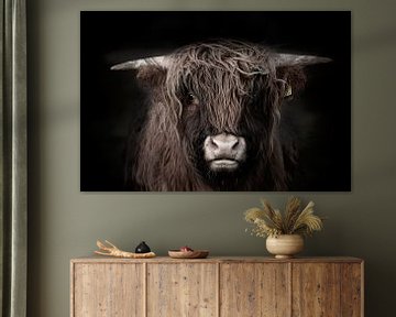Highlander écossais, vache Highland sur M. B. fotografie