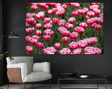 tulips by M. B. fotografie