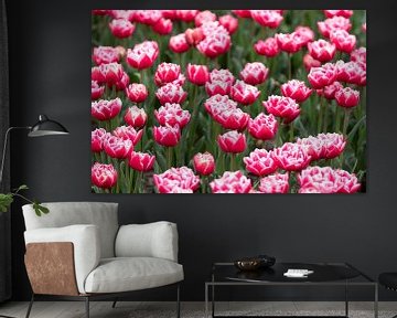 tulipes sur M. B. fotografie