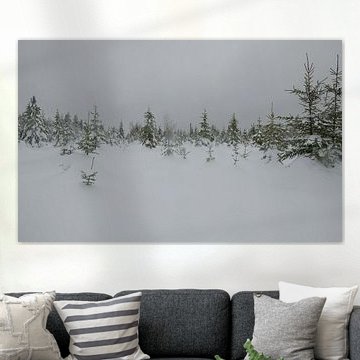 Junger Tannenwald im Schnee