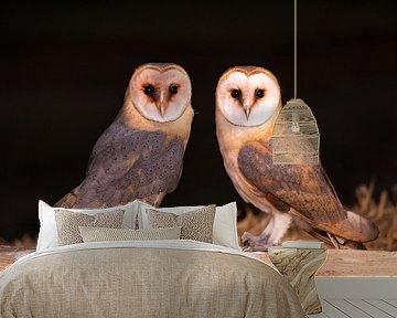 Barn owl by Rob Kempers