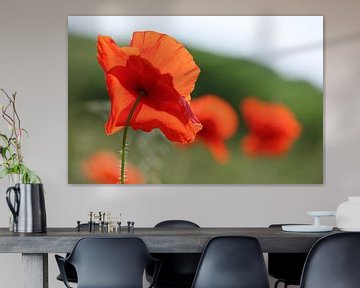 Poppies 10 by patrick verweire