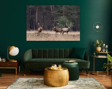 Red deer at the edge of the forest by Ina Hendriks-Schaafsma