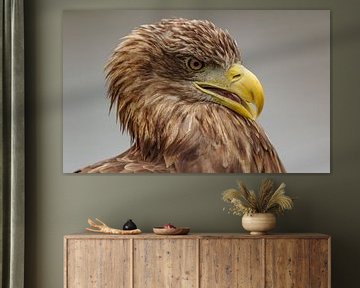 Close-up bald eagle. by Jaap van den Berg