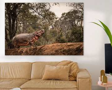 A hippo out of water by Aniek - Through Blue eyes