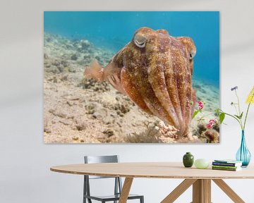 Sepia (cuttlefish) underwater in the Red Sea by Marjan Schmit Visser