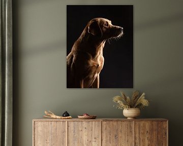 Fine-art portrait elegant Labrador Retriever by Lotte van Alderen